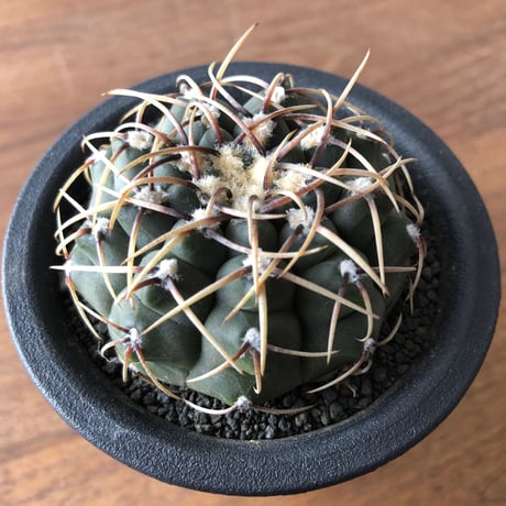 Gymnocalycium vatteri