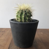 Echinocactus grusonii