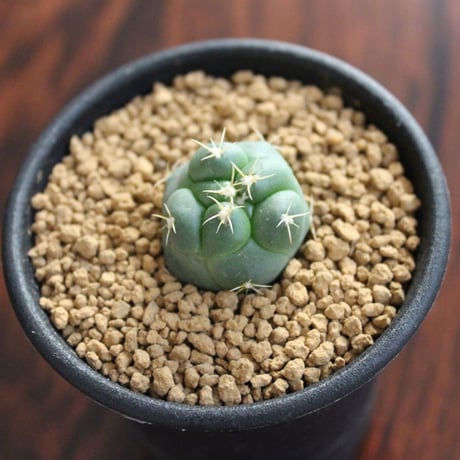 Cactus  3set