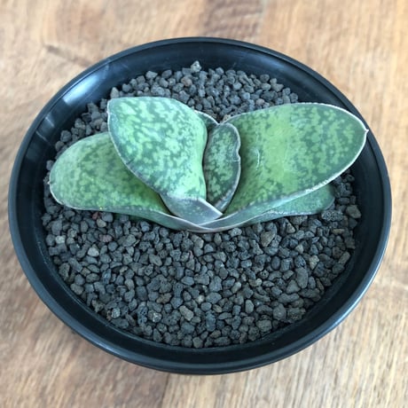 Gasteria pillansii