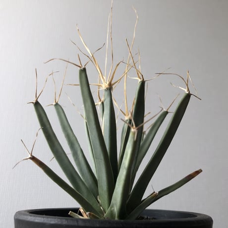 Leuchtenbergia principis