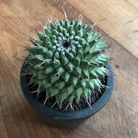 Mammillaria Vagaspina