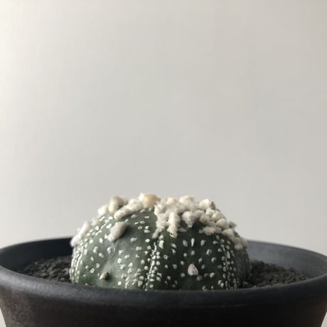 Astrophytum asterias 'Hanazonokabuto'