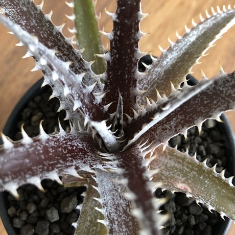Dyckia 'Keswick'