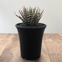Haworthia Choveriba