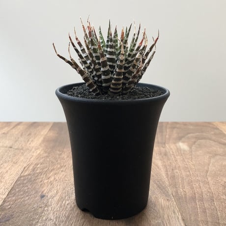 Haworthia Choveriba