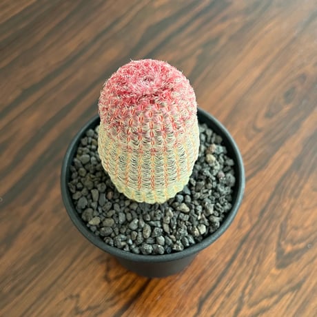 Echinocereus Rigidissimus