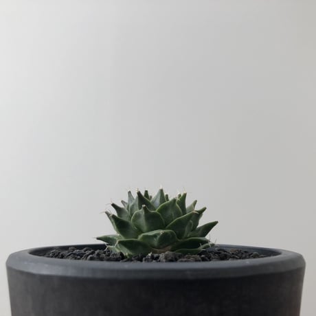 Obregonia denegrii