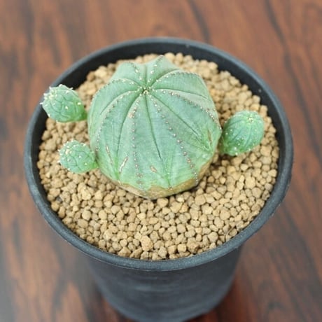 Euphorbia Obesa