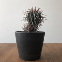 Euphorbia horrida