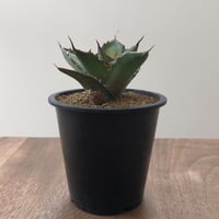 Agave Titanota Fo-076