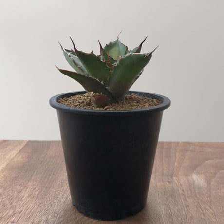 Agave Titanota Fo-076