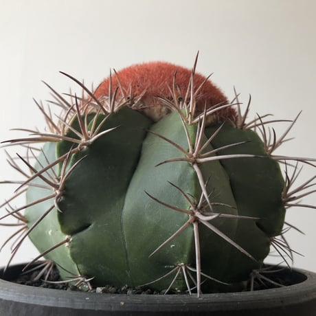 Melocactus