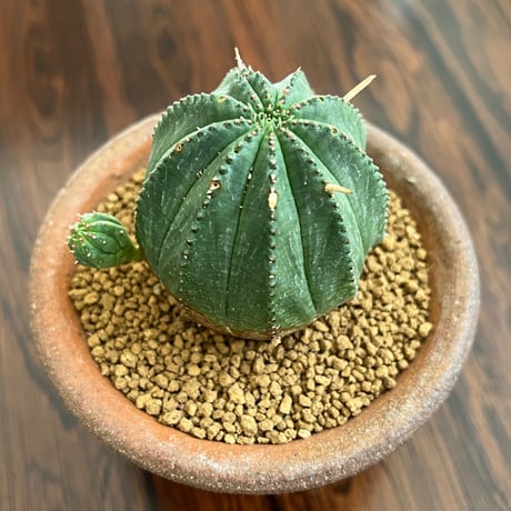 Euphorbia obesa