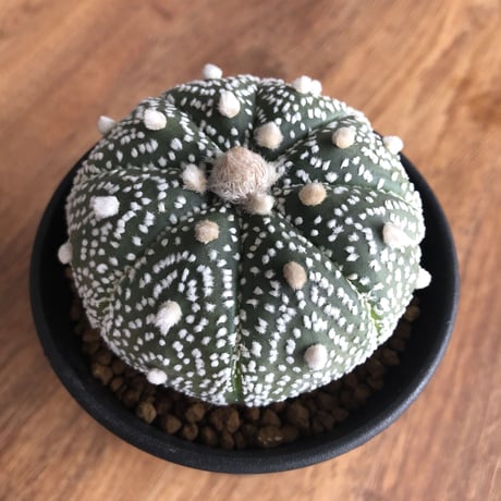 Astrophytum asterias