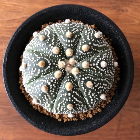 Astrophytum asterias