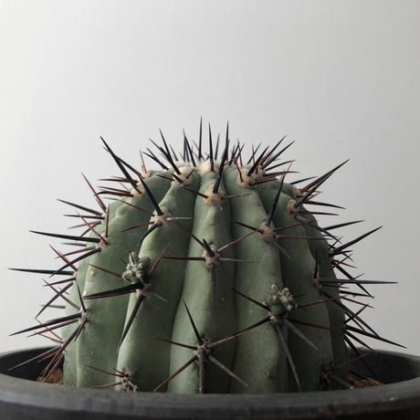 Copiapoa cinerea
