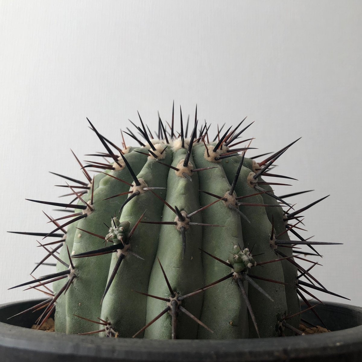 Copiapoa cinerea | EL Damian Copiapoa cinerea | EL Damian