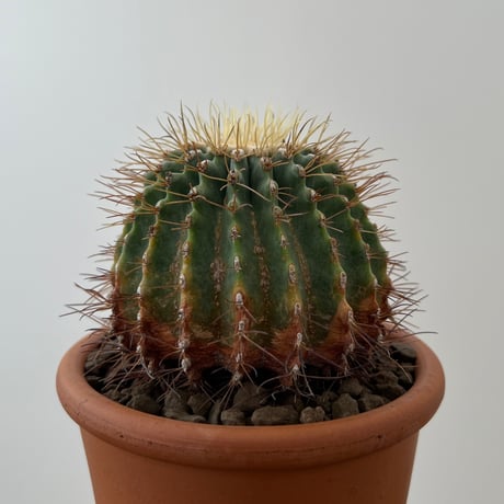 Ferocactus Glaucescens