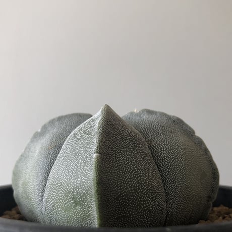 Astrophytum myriostigma