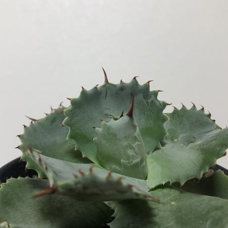 Agave Isthmensis