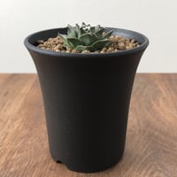 Obregonia denegrii