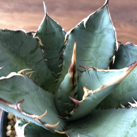 Agave titanota
