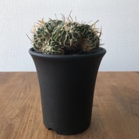 Echinofossulocactus zacatecasensis