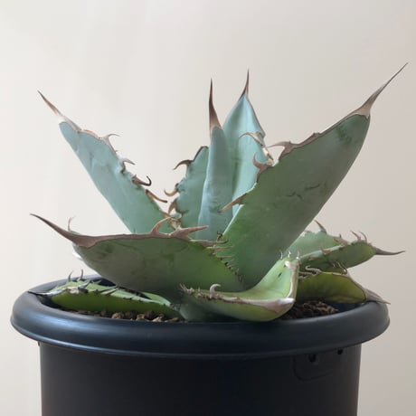 Agave Titanota White Ice