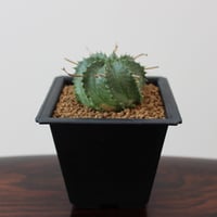 Euphorbia Valida