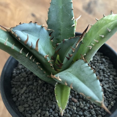 Agave Titanota