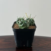 Euphorbia Valida