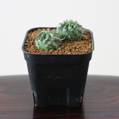 Euphorbia valida