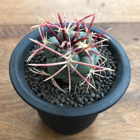 Thelocactus Hexaedrophorus v fossulatus