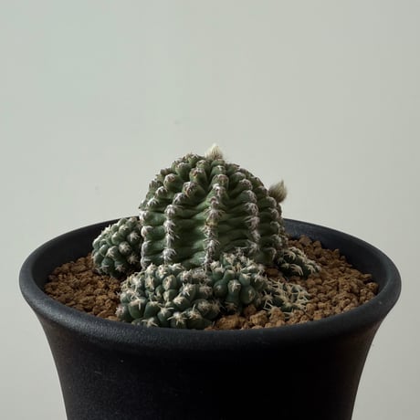 Pygmaeocereus Bieblii