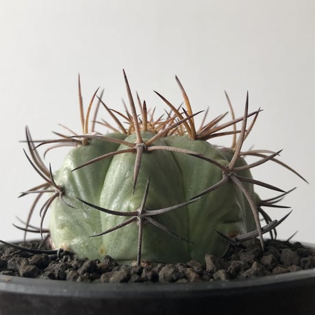 Echinocactus Horizonthalonius