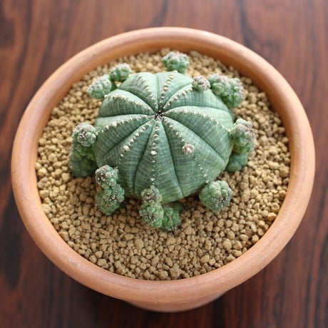 Euphorbia Symmetrica