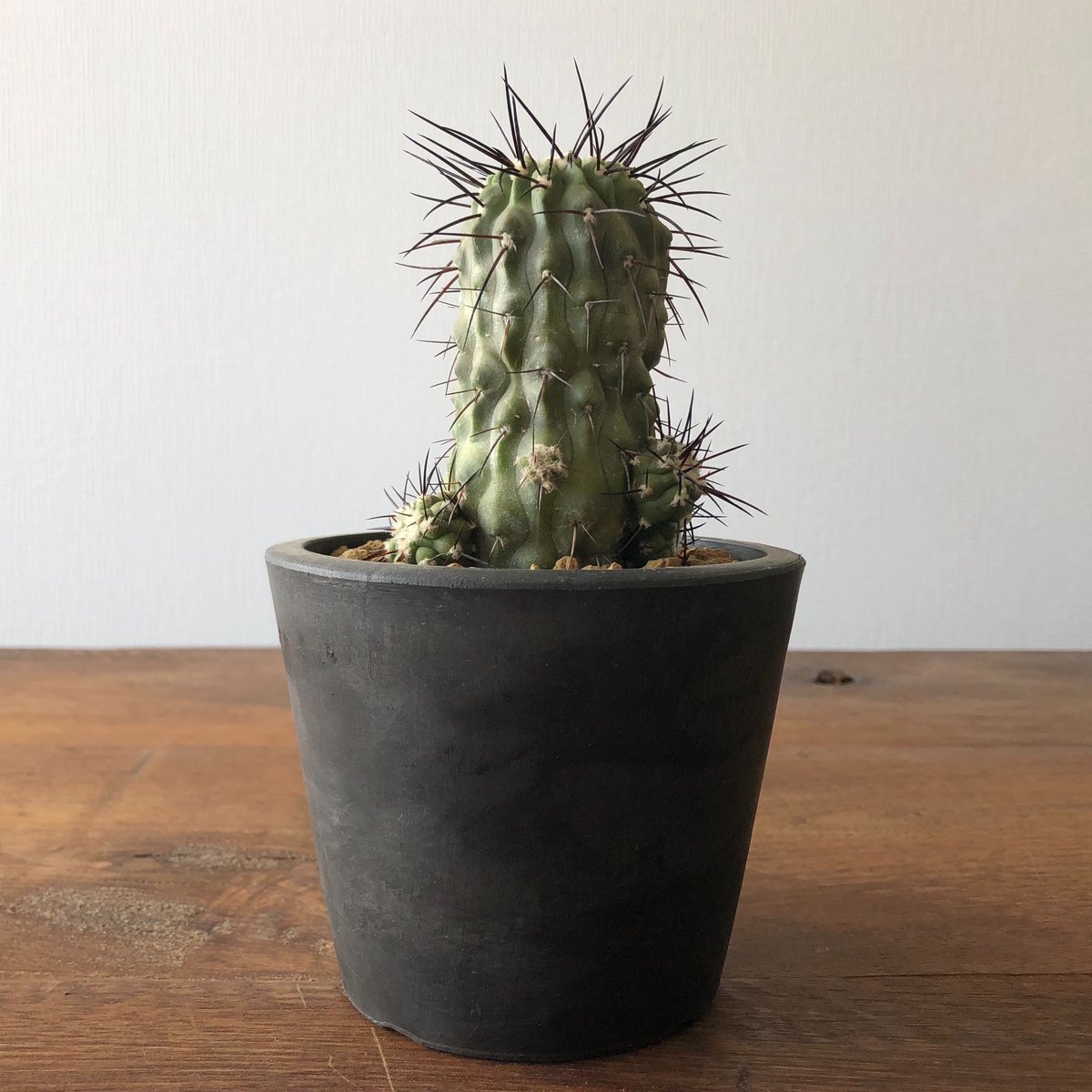 Copiapoa アルティコスタータ　実生株 多肉植物・サボテン販売～PICO庵～ / コピアポア属 アルティコ