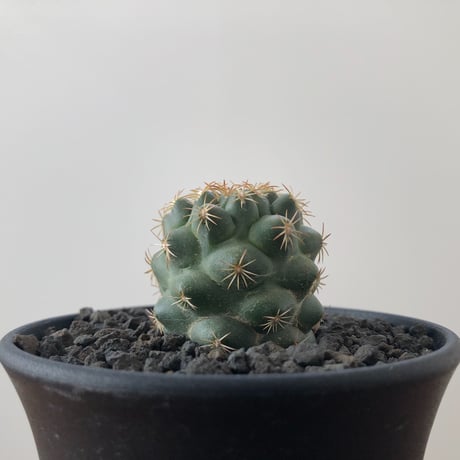 Coryphantha Bumamma