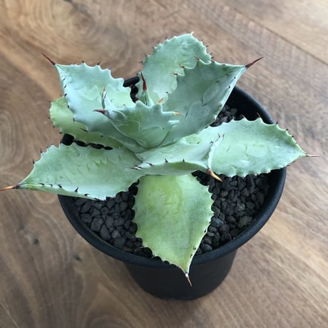 Agave Isthmensis