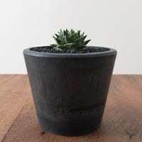 Obregonia denegrii