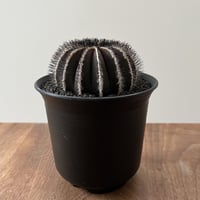 Uebelmannia Pectinifera