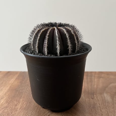 Uebelmannia Pectinifera