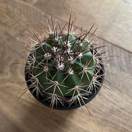 Melocactus