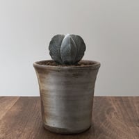 Astrophytum Myriostigma ONZUKA