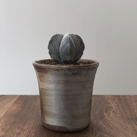 恩塚ランポー | STORES