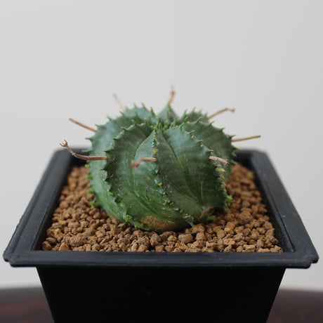 Euphorbia Valida