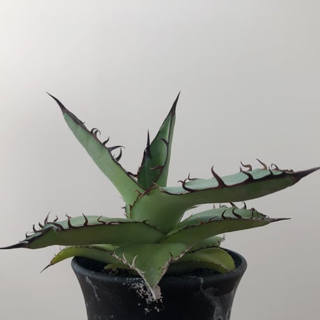 Agave   Titanota  Azul