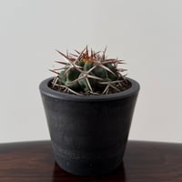 Gymnocalycium Ferosior