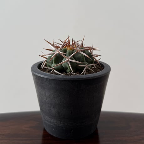 Gymnocalycium Ferosior